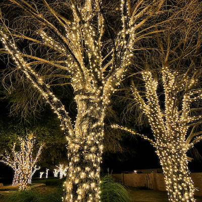chirtmas trees